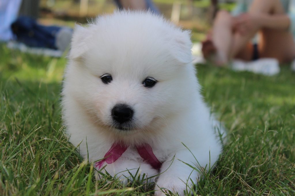 homemade dog food for samoyed