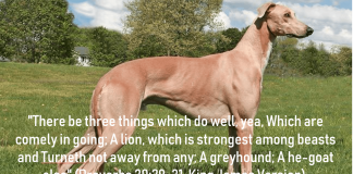 grey hound bible verse