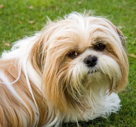 How long do Shih Tzu live? - Dog Fiesta Online