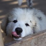 great-pyrenees- puppy