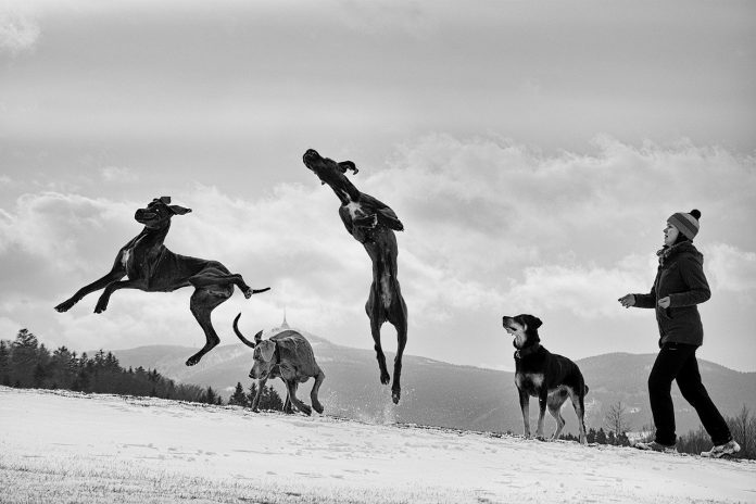 great dane playing