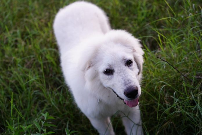 Great Pyrenees dog