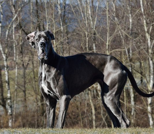 Great dane dog