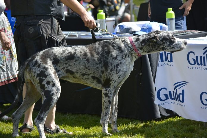 great dane dog sniffing