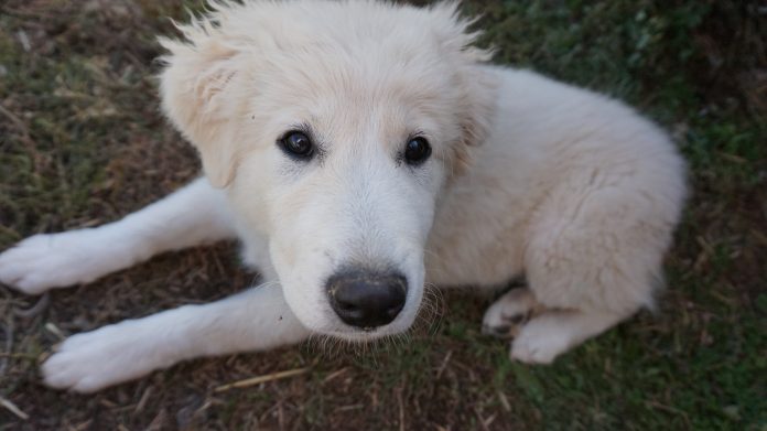 Great Pyrenees dog