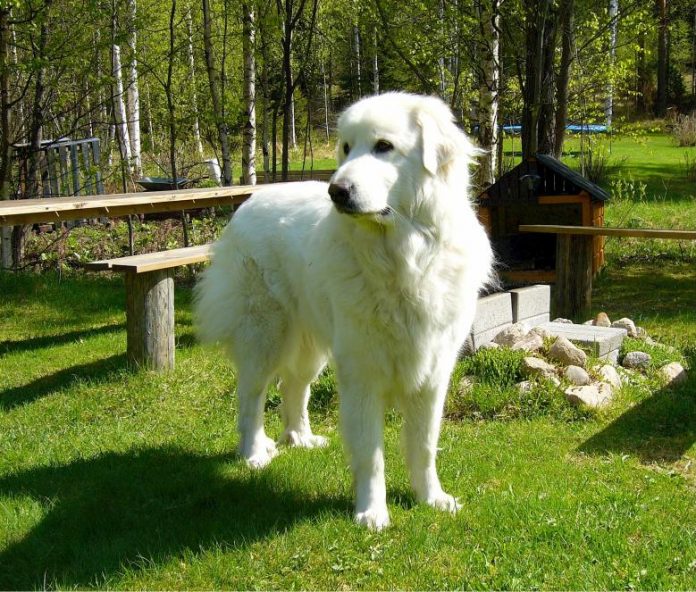 Great Pyrenees dog