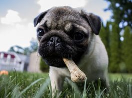 puppy pug