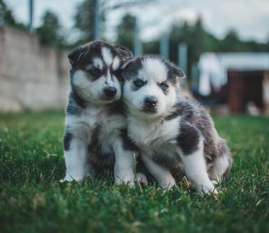 what dog food is best for huskies